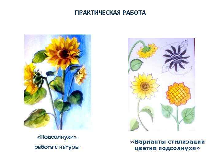 ПРАКТИЧЕСКАЯ РАБОТА «Подсолнухи» работа с натуры «Варианты стилизации цветка подсолнуха» 