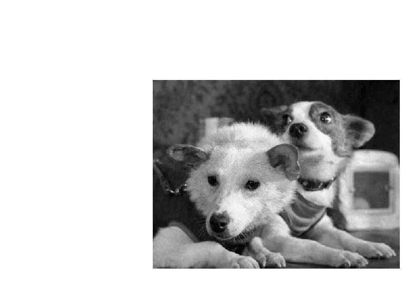  «Космические» собаки 3 ноября 1957 — первый полёт в космос живого существа на