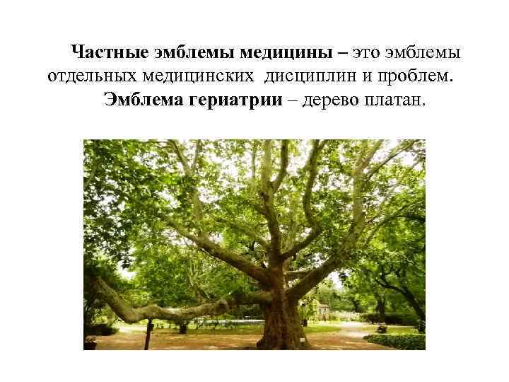 Частные эмблемы медицины – это эмблемы отдельных медицинских дисциплин и проблем. Эмблема гериатрии –