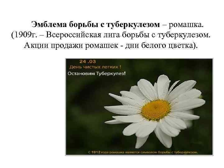 Эмблема борьбы с туберкулезом – ромашка. (1909 г. – Всероссийская лига борьбы с туберкулезом.