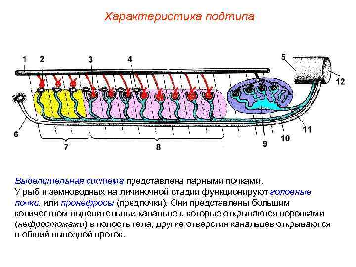 Характеристика подтипа Выделительная система представлена парными почками. У рыб и земноводных на личиночной стадии
