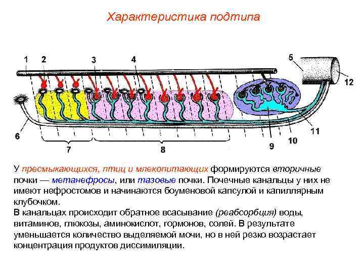 Характеристика подтипа У пресмыкающихся, птиц и млекопитающих формируются вторичные почки — метанефросы, или тазовые