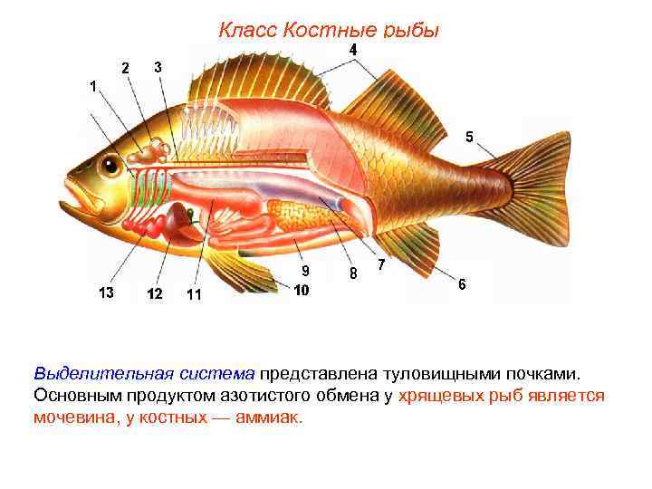 Класс Костные рыбы Выделительная система представлена туловищными почками. Основным продуктом азотистого обмена у хрящевых