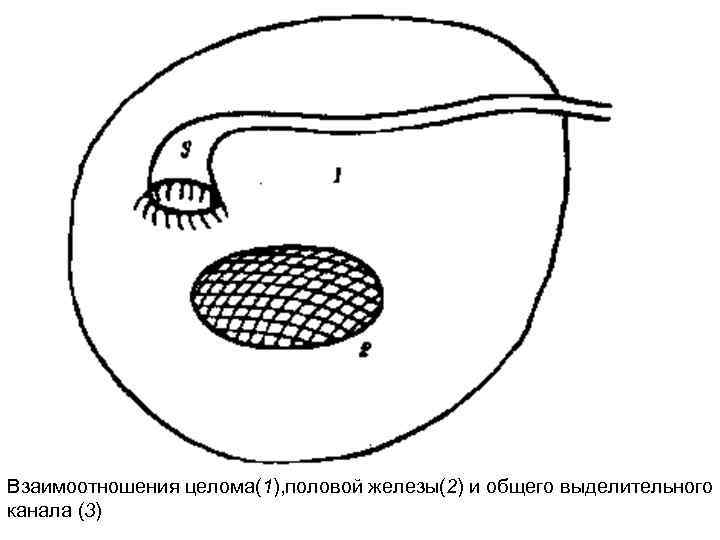 Взаимоотношения целома(1), половой железы(2) и общего выделительного канала (3) 
