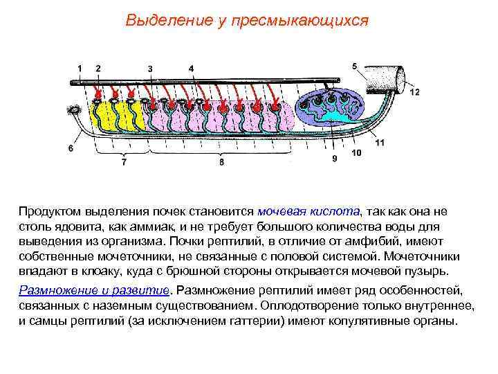 1с выделение не соответствует вставляемому блоку