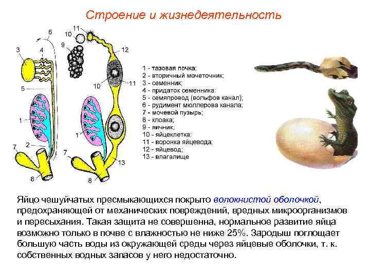 Строение и жизнедеятельность Яйцо чешуйчатых пресмыкающихся покрыто волокнистой оболочкой, предохраняющей от механических повреждений, вредных