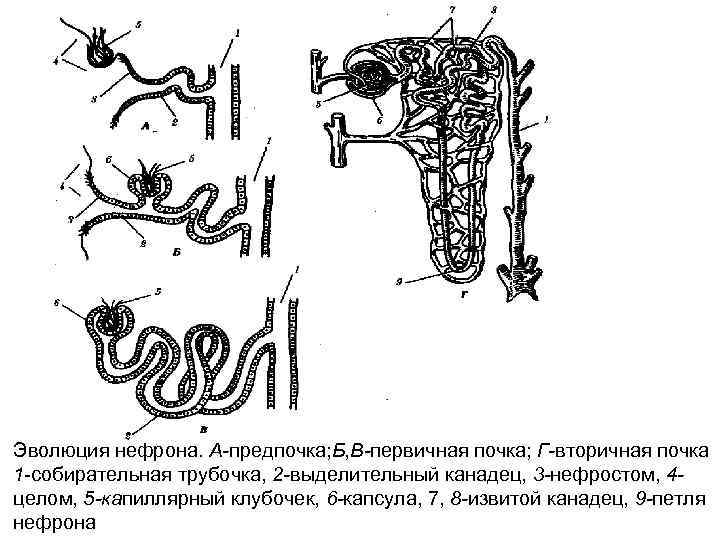 Схема строения почек разных видов животных