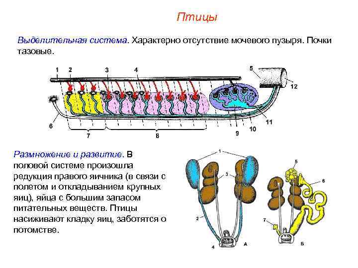 Птицы Выделительная система. Характерно отсутствие мочевого пузыря. Почки тазовые. Размножение и развитие. В половой