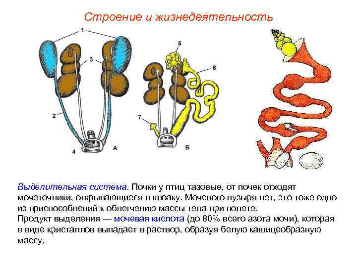 Строение и жизнедеятельность Выделительная система. Почки у птиц тазовые, от почек отходят мочеточники, открывающиеся