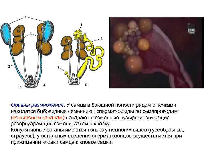Органы размножения. У самца в брюшной полости рядом с почками находятся бобовидные семенники; сперматозоиды