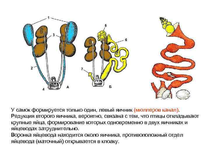 У самок формируется только один, левый яичник (мюллеров канал). Редукция второго яичника, вероятно, связана