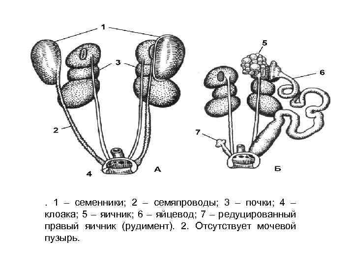 Яйцевод. Семенники это выделительная. Клоака почки.