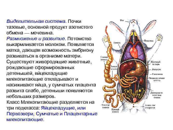 Органы какой системы изображены на рисунке укажите их названия и функции почки