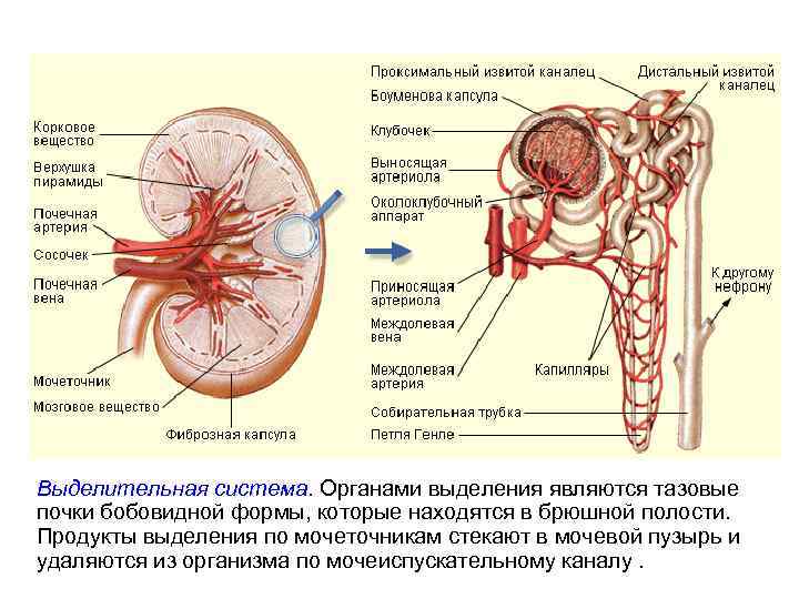 Выделительная система. Органами выделения являются тазовые почки бобовидной формы, которые находятся в брюшной полости.