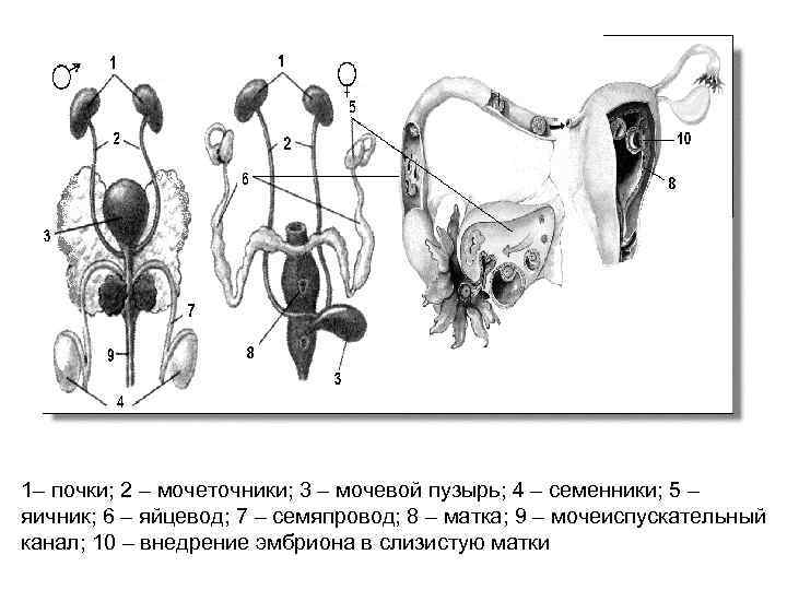 Какой цифрой на рисунке обозначен остров