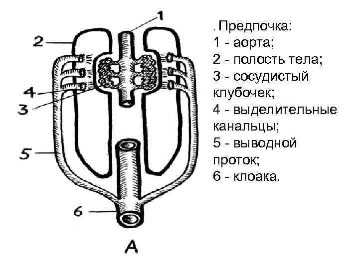 . Предпочка: 1 аорта; 2 полость тела; 3 сосудистый клубочек; 4 выделительные канальцы; 5