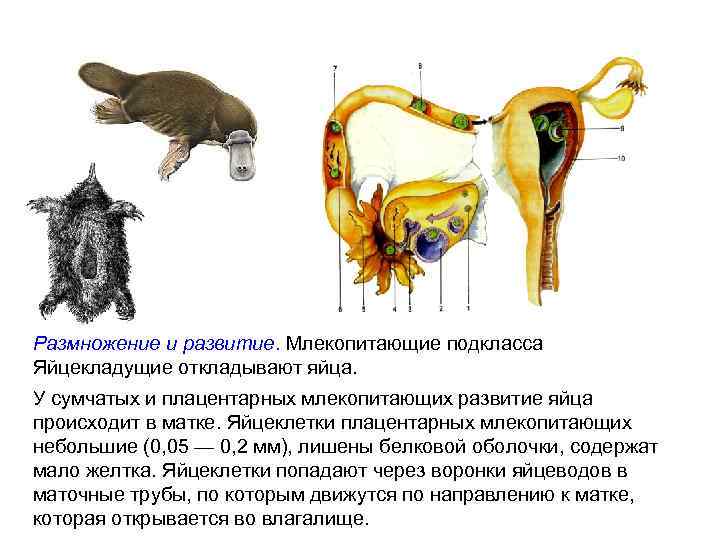 Поведение и размножение млекопитающих 8 класс