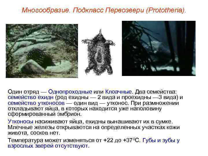 Многообразие. Подкласс Первозвери (Prototheria). Один отряд — Однопроходные или Клоачные. Два семейства: семейство ехидн