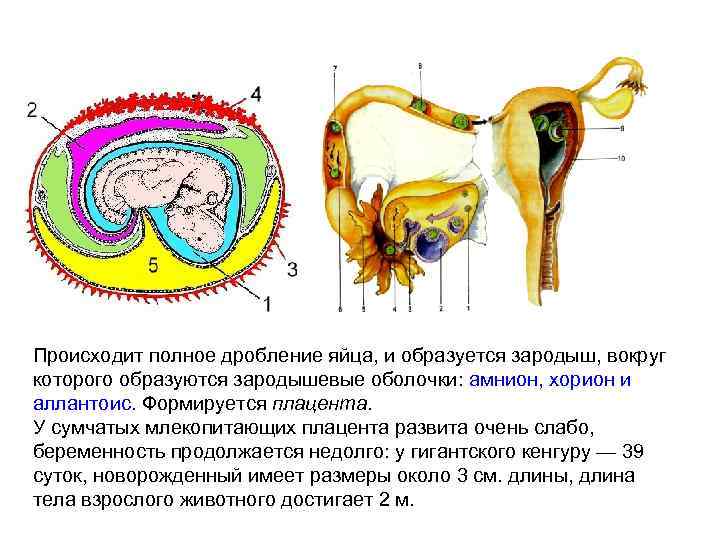 Схема строения зародышевых оболочек и плаценты млекопитающих