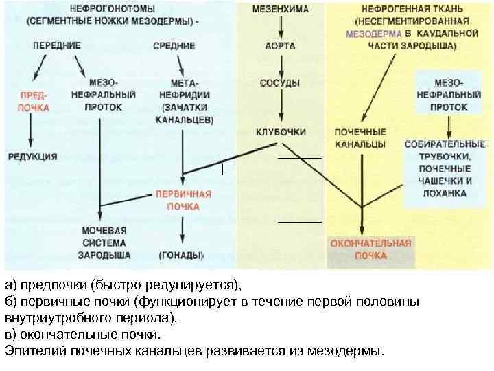 | а) предпочки (быстро редуцируется), б) первичные почки (функционирует в течение первой половины внутриутробного