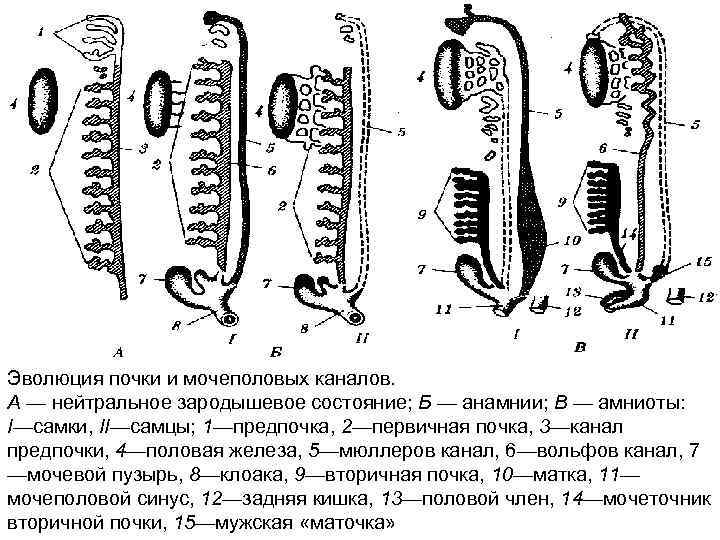 Эволюция выделительной системы у животных схема