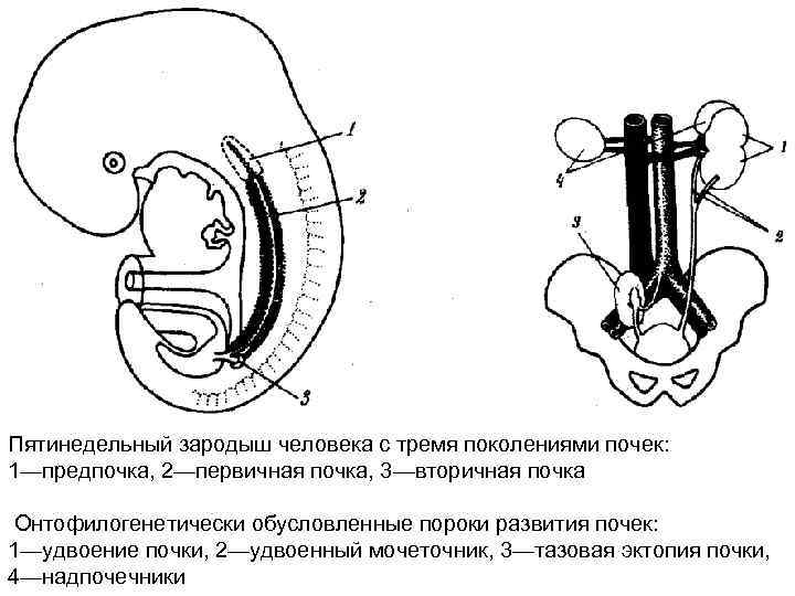 Строение почки человека рисунок с подписями