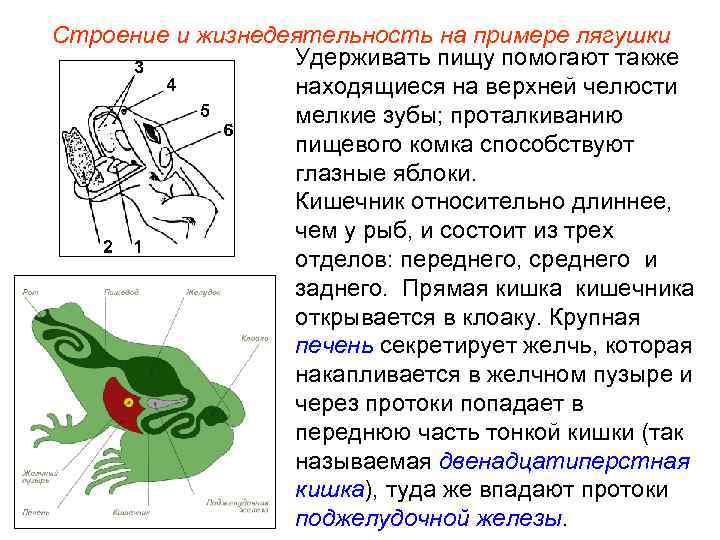 Строение и жизнедеятельность на примере лягушки Удерживать пищу помогают также находящиеся на верхней челюсти