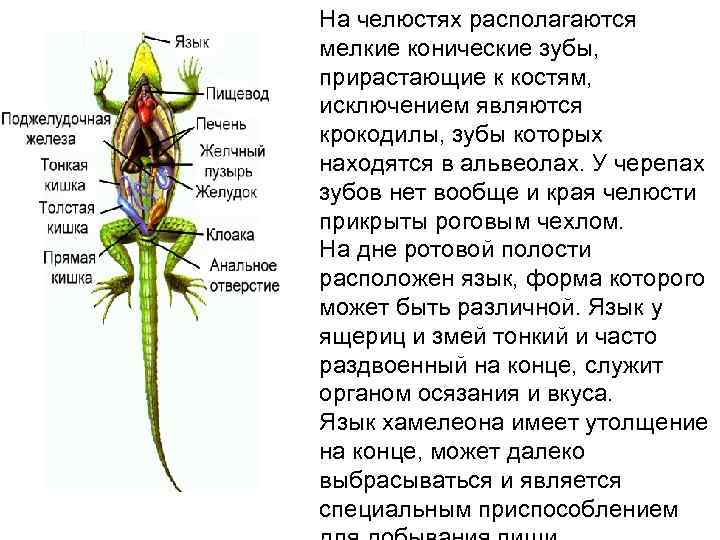 На челюстях располагаются мелкие конические зубы, прирастающие к костям, исключением являются крокодилы, зубы которых