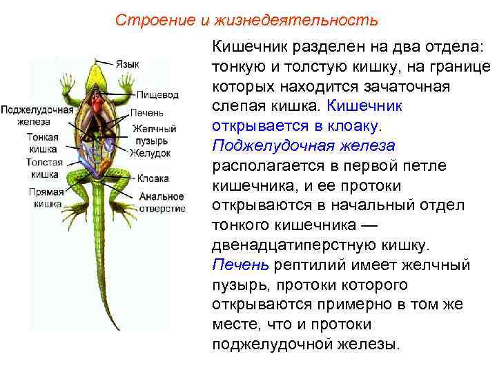 Строение и жизнедеятельность Кишечник разделен на два отдела: тонкую и толстую кишку, на границе