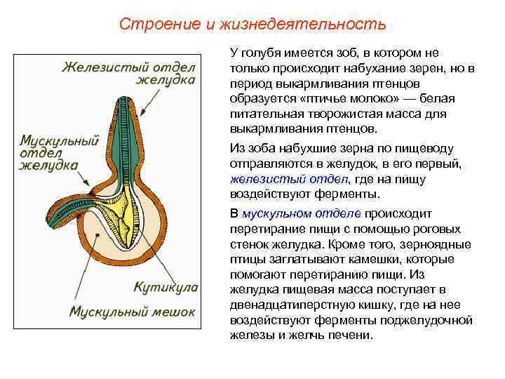 Строение и жизнедеятельность У голубя имеется зоб, в котором не только происходит набухание зерен,