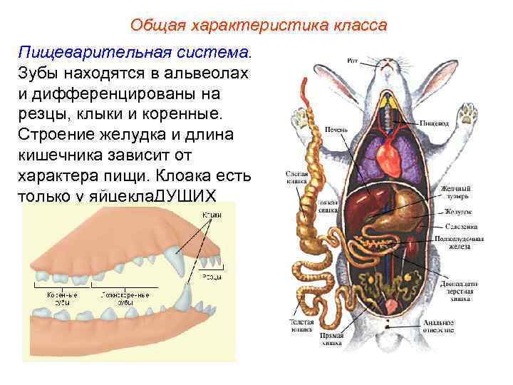 Общая характеристика класса Пищеварительная система. Зубы находятся в альвеолах и дифференцированы на резцы, клыки