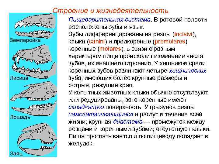 Строение и жизнедеятельность Пищеварительная система. В ротовой полости расположены зубы и язык. Зубы дифференцированы