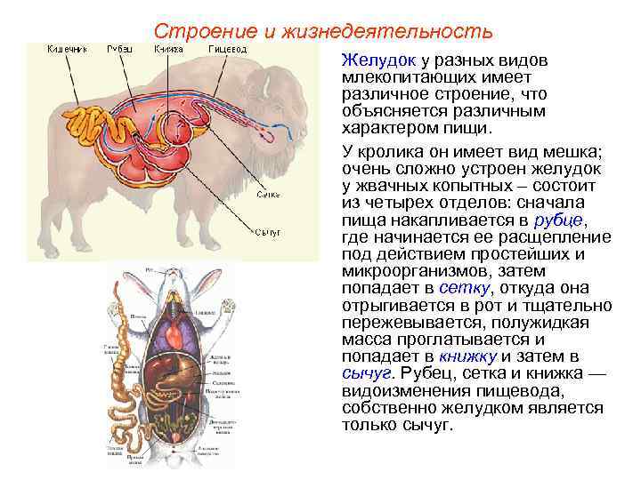 Желудок жвачных млекопитающих. Многокамерный желудок жвачных. Желудок жвачных млекопитающих рисунок.