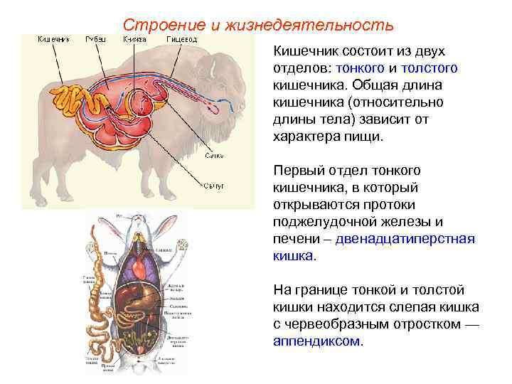 Строение и жизнедеятельность Кишечник состоит из двух отделов: тонкого и толстого кишечника. Общая длина