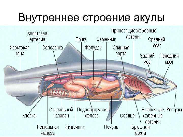 Какой мозг акулы. Пищеварительная система акулы схема. Топография внутренних органов акулы Катран. Внутреннее строение акулы Катран. Внутреннее строение акулы биология 7 класс.