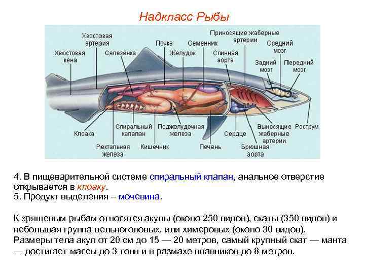 Надкласс Рыбы 4. В пищеварительной системе спиральный клапан, анальное отверстие открывается в клоаку. 5.