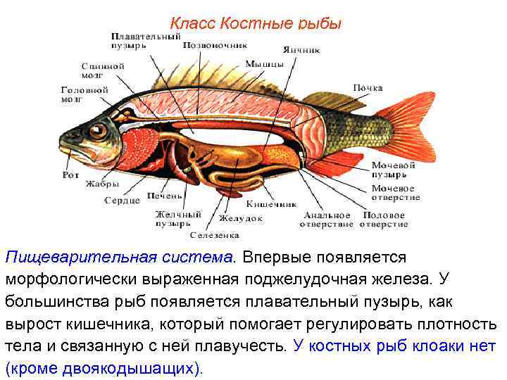 Плавательный пузырь щуки. Система пищеварения костных рыб. Строение органов пищеварительной системы рыбы.