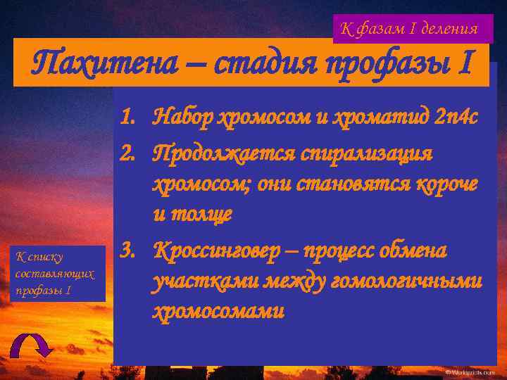 К фазам I деления Пахитена – стадия профазы I К списку составляющих профазы I