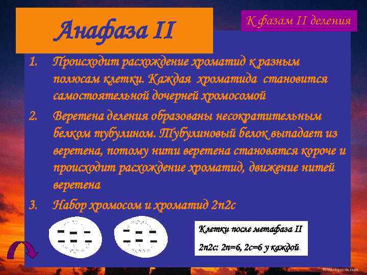 Анафаза II 1. 2. 3. К фазам II деления Происходит расхождение хроматид к разным