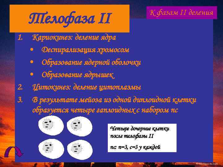 Телофаза II К фазам II деления 1. Кариокинез: деление ядра • Деспирализация хромосом •