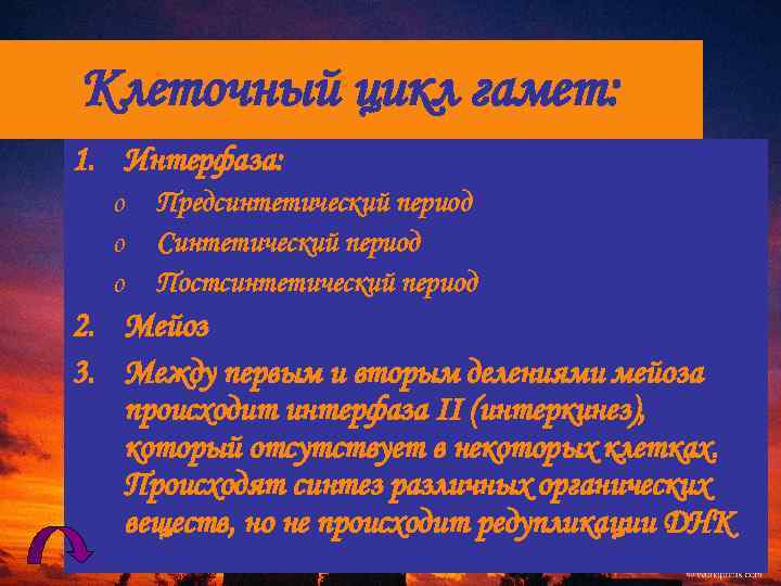 Клеточный цикл гамет: 1. Интерфаза: o o o Предсинтетический период Синтетический период Постсинтетический период