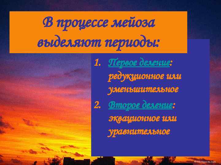 В процессе мейоза выделяют периоды: 1. Первое деление: редукционное или уменьшительное 2. Второе деление: