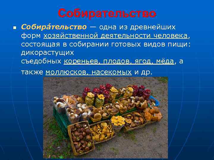 n Собирательство Собира тельство — одна из древнейших форм хозяйственной деятельности человека, состоящая в