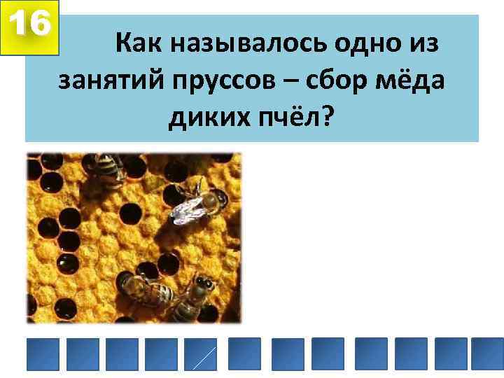 16 Как называлось одно из занятий пруссов – сбор мёда диких пчёл? 