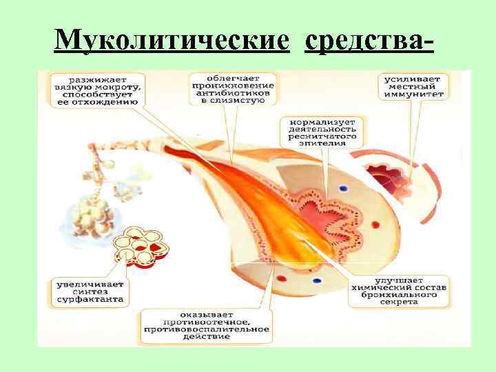 Муколитические средства- 