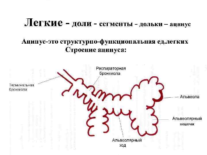 Изучите структурную единицу легкого ацинус сделайте к рисунку обозначения