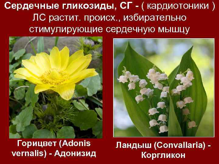 Сердечные гликозиды, СГ - ( кардиотоники ) ЛС растит. происх. , избирательно стимулирующие сердечную
