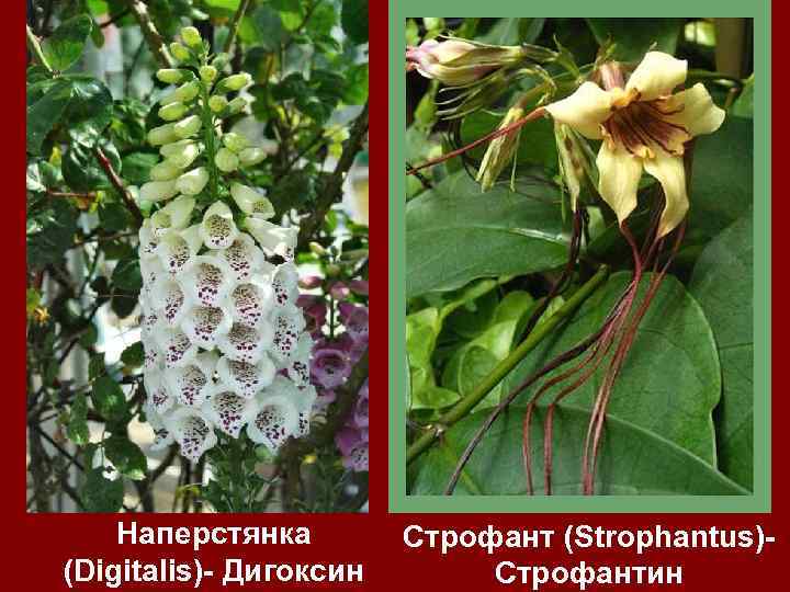 Наперстянка (Digitalis)- Дигоксин Строфант (Strophantus)Строфантин 