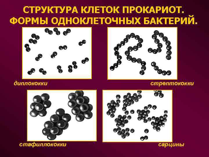  СТРУКТУРА КЛЕТОК ПРОКАРИОТ. ФОРМЫ ОДНОКЛЕТОЧНЫХ БАКТЕРИЙ. диплококки стрептококки стафиллококки сарцины 