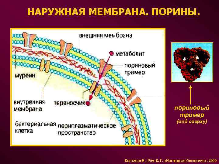 НАРУЖНАЯ МЕМБРАНА. ПОРИНЫ. пориновый тример (вид сверху) Кольман Я. , Рём К. -Г. «Наглядная